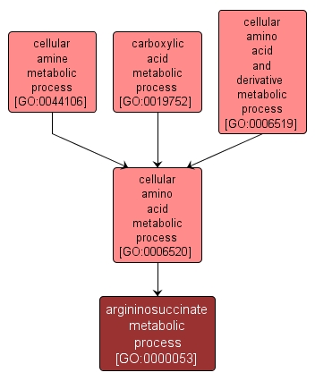 GO:0000053 - argininosuccinate metabolic process (interactive image map)