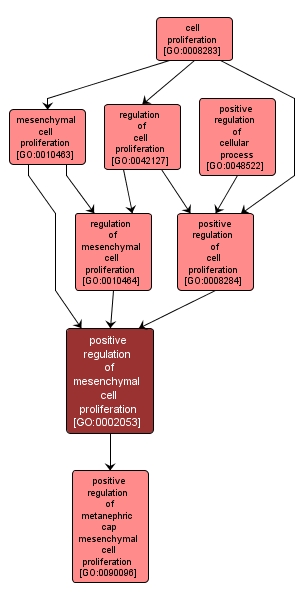 GO:0002053 - positive regulation of mesenchymal cell proliferation (interactive image map)