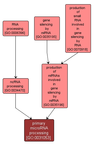 GO:0031053 - primary microRNA processing (interactive image map)