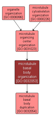 GO:0032053 - microtubule basal body organization (interactive image map)