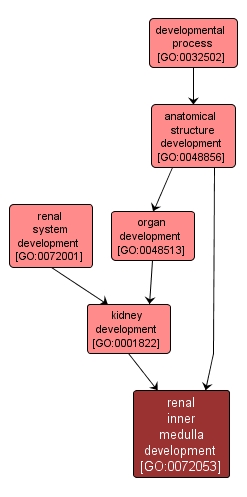 GO:0072053 - renal inner medulla development (interactive image map)