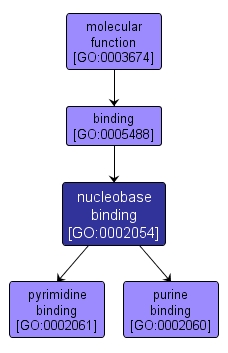 GO:0002054 - nucleobase binding (interactive image map)