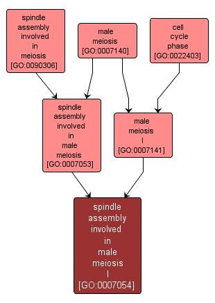 GO:0007054 - spindle assembly involved in male meiosis I (interactive image map)