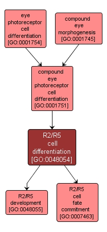 GO:0048054 - R2/R5 cell differentiation (interactive image map)