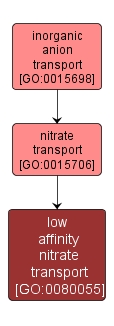 GO:0080055 - low affinity nitrate transport (interactive image map)