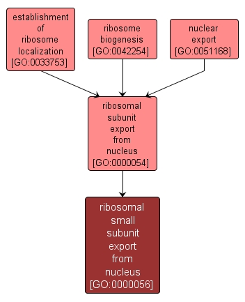 GO:0000056 - ribosomal small subunit export from nucleus (interactive image map)