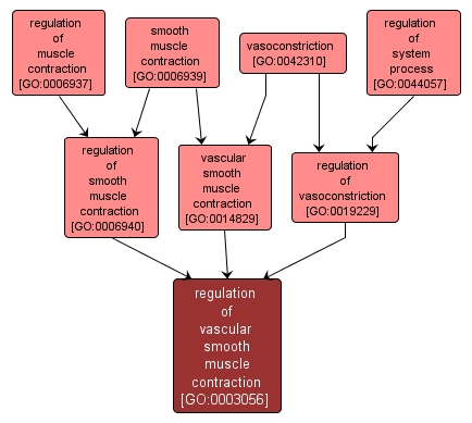 GO:0003056 - regulation of vascular smooth muscle contraction (interactive image map)