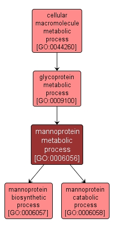 GO:0006056 - mannoprotein metabolic process (interactive image map)