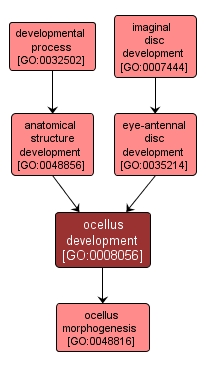 GO:0008056 - ocellus development (interactive image map)