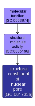 GO:0017056 - structural constituent of nuclear pore (interactive image map)