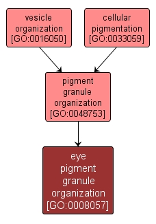 GO:0008057 - eye pigment granule organization (interactive image map)