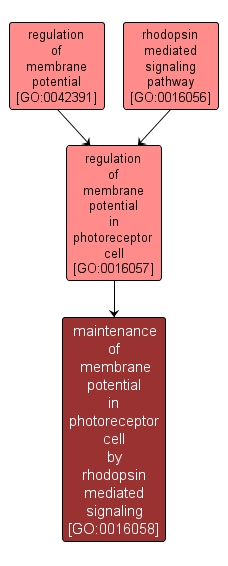 GO:0016058 - maintenance of membrane potential in photoreceptor cell by rhodopsin mediated signaling (interactive image map)