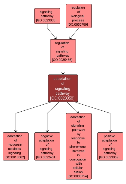 GO:0023058 - adaptation of signaling pathway (interactive image map)