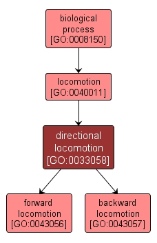 GO:0033058 - directional locomotion (interactive image map)