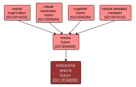 GO:0034058 - endosomal vesicle fusion (interactive image map)