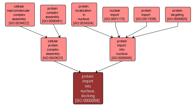 GO:0000059 - protein import into nucleus, docking (interactive image map)