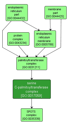 GO:0017059 - serine C-palmitoyltransferase complex (interactive image map)