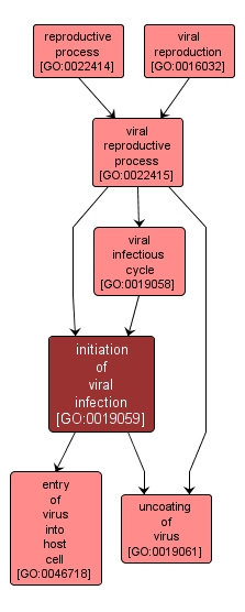 GO:0019059 - initiation of viral infection (interactive image map)