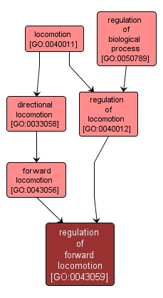 GO:0043059 - regulation of forward locomotion (interactive image map)