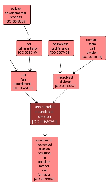 GO:0055059 - asymmetric neuroblast division (interactive image map)