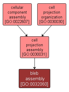 GO:0032060 - bleb assembly (interactive image map)