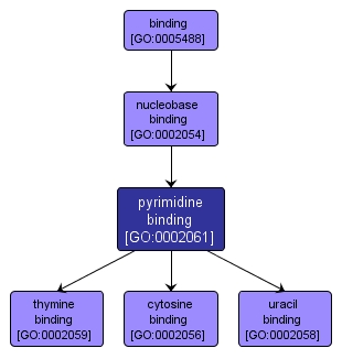 GO:0002061 - pyrimidine binding (interactive image map)