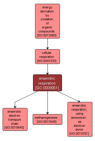 GO:0009061 - anaerobic respiration (interactive image map)