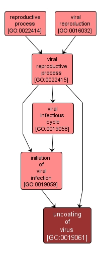 GO:0019061 - uncoating of virus (interactive image map)