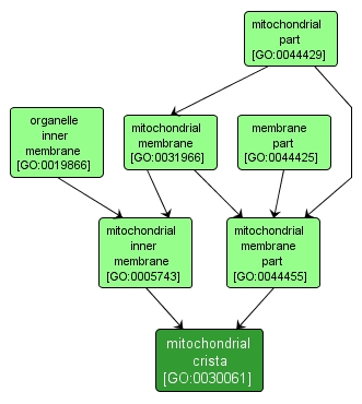 GO:0030061 - mitochondrial crista (interactive image map)