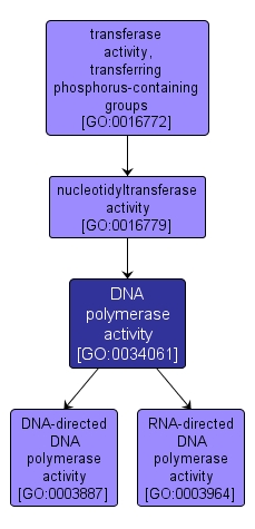 GO:0034061 - DNA polymerase activity (interactive image map)