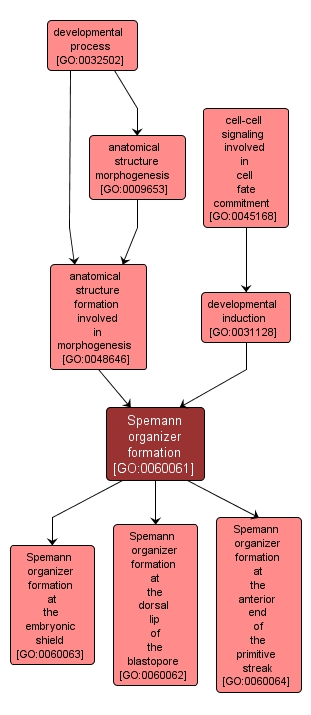 GO:0060061 - Spemann organizer formation (interactive image map)