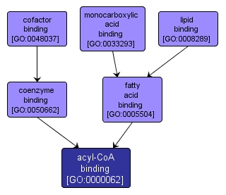 GO:0000062 - acyl-CoA binding (interactive image map)
