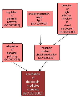 GO:0016062 - adaptation of rhodopsin mediated signaling (interactive image map)