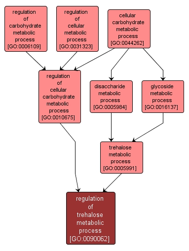 GO:0090062 - regulation of trehalose metabolic process (interactive image map)