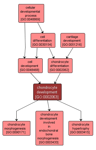 GO:0002063 - chondrocyte development (interactive image map)