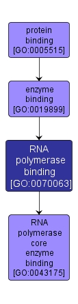 GO:0070063 - RNA polymerase binding (interactive image map)
