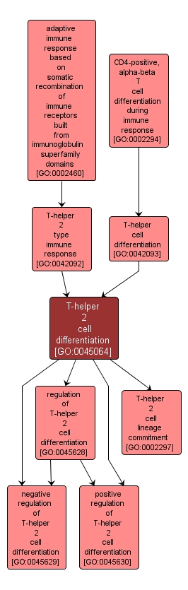 GO:0045064 - T-helper 2 cell differentiation (interactive image map)