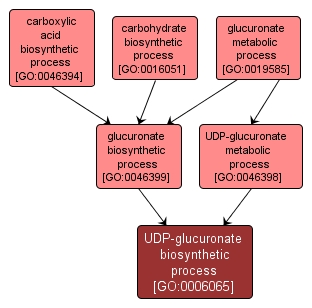 GO:0006065 - UDP-glucuronate biosynthetic process (interactive image map)