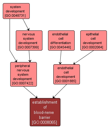 GO:0008065 - establishment of blood-nerve barrier (interactive image map)