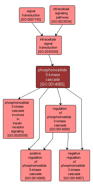 GO:0014065 - phosphoinositide 3-kinase cascade (interactive image map)