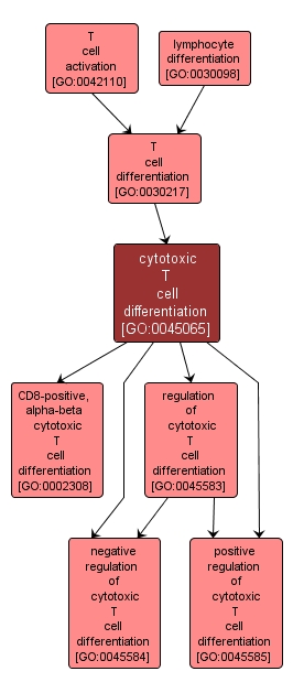 GO:0045065 - cytotoxic T cell differentiation (interactive image map)
