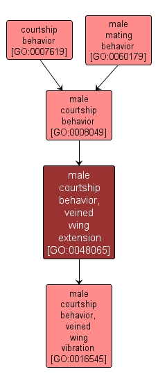 GO:0048065 - male courtship behavior, veined wing extension (interactive image map)