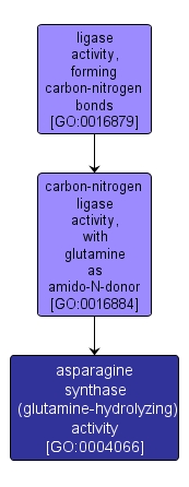 GO:0004066 - asparagine synthase (glutamine-hydrolyzing) activity (interactive image map)