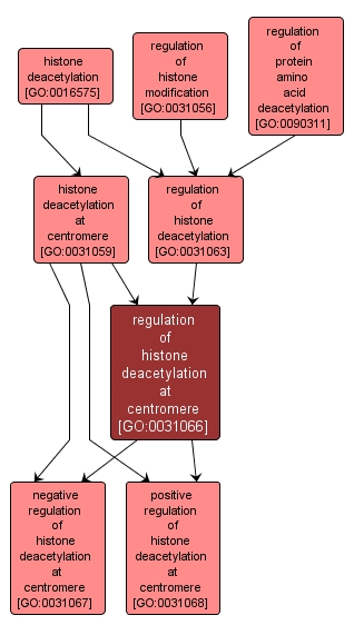 GO:0031066 - regulation of histone deacetylation at centromere (interactive image map)