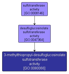 GO:0080066 - 3-methylthiopropyl-desulfoglucosinolate sulfotransferase activity (interactive image map)