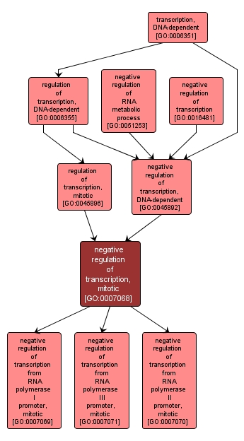 GO:0007068 - negative regulation of transcription, mitotic (interactive image map)