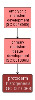 GO:0010068 - protoderm histogenesis (interactive image map)