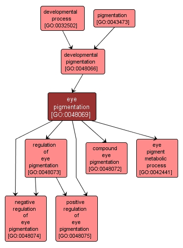 GO:0048069 - eye pigmentation (interactive image map)