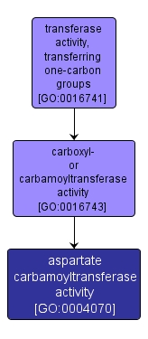 GO:0004070 - aspartate carbamoyltransferase activity (interactive image map)