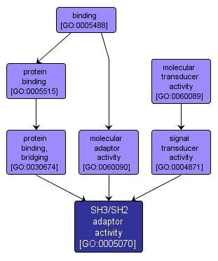 GO:0005070 - SH3/SH2 adaptor activity (interactive image map)